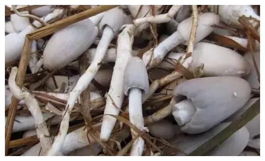 广西南宁：7080年代吃过的禾杆菇，如今成为了记忆