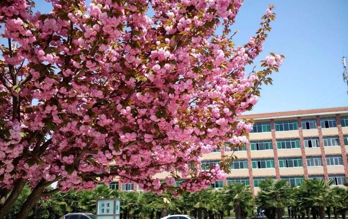 满园春色关不住，人融期间心飞扬，西京学院迎来最美花季