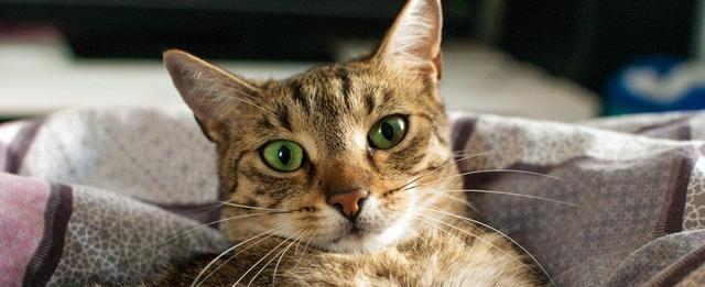 猫鼻支为什么会致死，猫鼻支致死的原因有哪些？