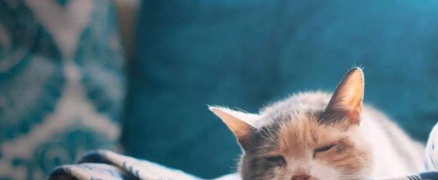 猫咪耳朵和眼睛上面有块状掉毛是怎么回事？