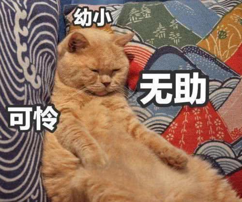 二哈把橘猫压在头下当枕头，橘猫感觉到一股深深的恶意，主人笑疯