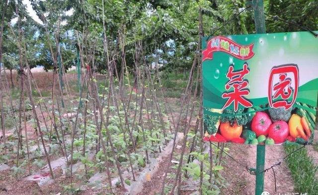 夏季休闲娱乐避暑的好去处—风陵渡槐香园