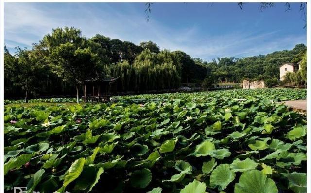 不是武大和厦大！风景漂亮还容易考上，十一看自己学校美景就够了