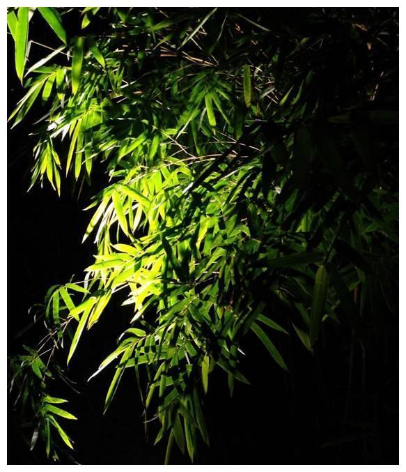 夏天的诗词，你喜欢那一首？