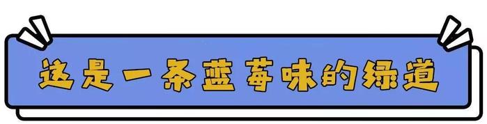 我太“蓝”了！！！大建德这条“蓝莓绿道”你还没来打卡吗？