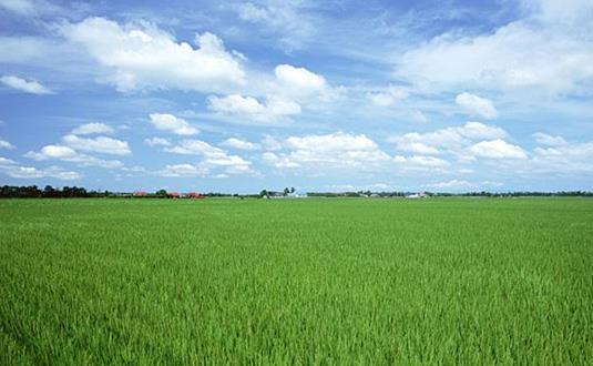 水稻主要在长江以南种植，为何买的米东北为主？南方大米都哪去了