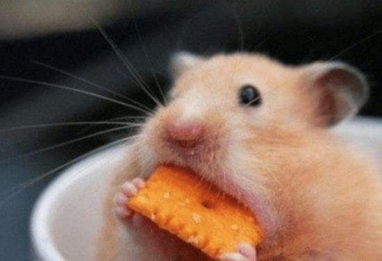 喂投仓鼠鼠粮，它们总挑着食物吃是什么毛病这样的坏习惯惯不得