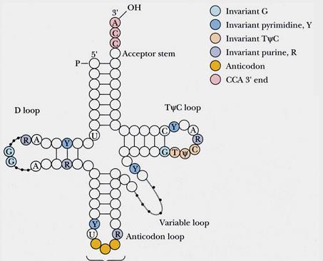 基本氨基酸的一些基本知识：结构、特点与记忆方法（三）