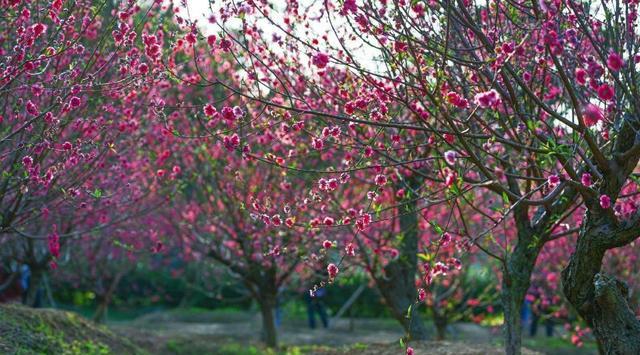 快看广东的“桃园”，十里桃花来相迎，吸引大批游客来沾春意！