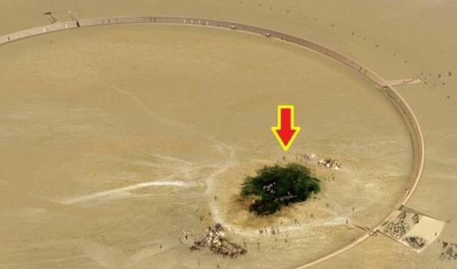 在沙漠中存活了500多年的大树，周围没有任何水源