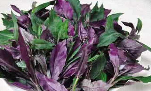 紫背天葵与紫背菜（血皮菜）的区别