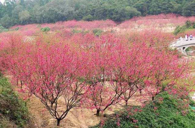 快看广东的“桃园”，十里桃花来相迎，吸引大批游客来沾春意！