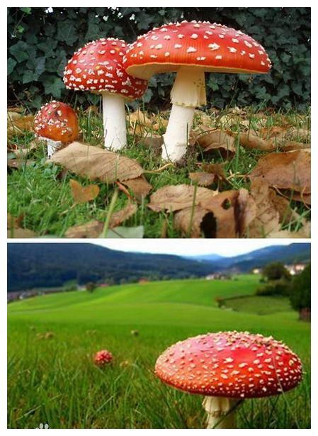 世界十大最奇怪的蘑菇，天蓝蘑菇颜色最鲜艳