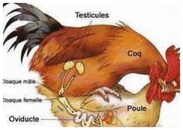 公鸡明明没有生殖器官，那它是怎么完成交配的？原理让人大跌眼镜