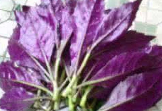 紫背天葵与紫背菜（血皮菜）的区别