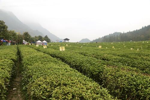 “科技兴茶·产业扶贫 ”湖南安化专题采风调研活动启动