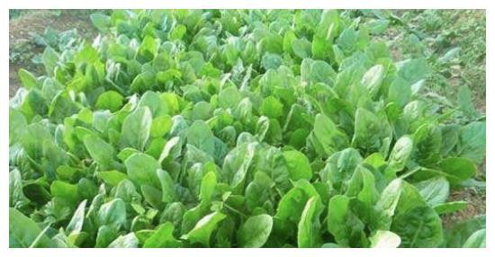 什么时候可以种植菠菜，农民教你合适的季节种植菠菜收获高产！