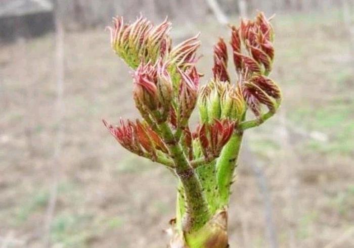 农村大山里有种非常美味的野菜比香椿还好吃而且价值非常高