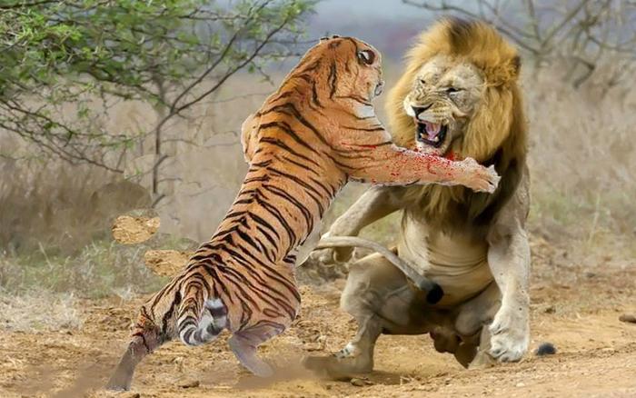 为什么狮子打架喜欢躺着打，老虎喜欢站着打？问题出在脚上