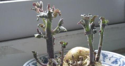 土豆“发芽”不要扔，学会这招，在家轻松就能种出，方便又省钱！