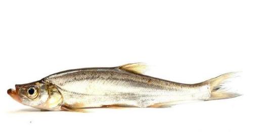 东北5种有名淡水鱼，国内外有很多人喜欢吃，你都知道吗？