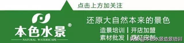 本色水景|草缸红宫廷水草造景成景欣赏，水草缸鱼缸造景学习培训