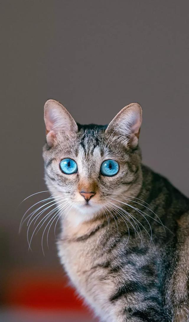 捡了一只小狸花猫，养大发现眼睛是蓝色的，像蓝宝石一样漂亮