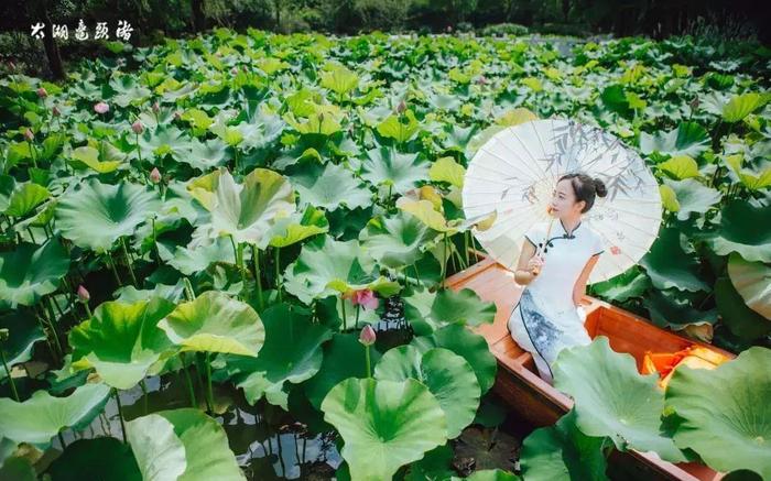 高清美图，这才是鼋头渚夏天的正确打开方式！