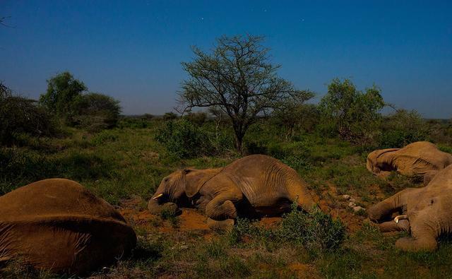 睡眠时间最短的几种哺乳动物, 长颈鹿一天睡俩小时就够了