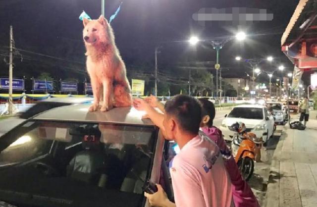 狗狗“碰瓷”爬到车顶，警察来了都不下来，主人说出原因让人笑喷