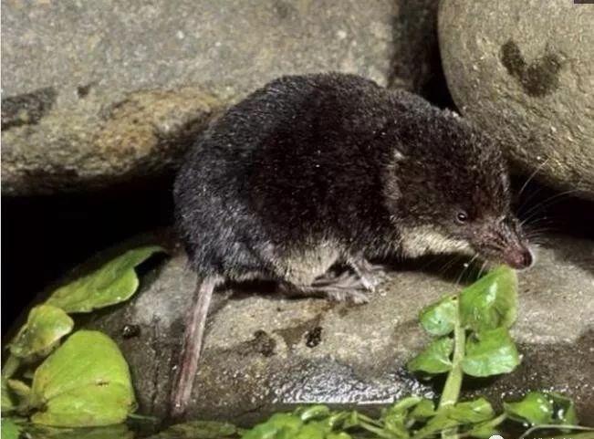 被称为水老鼠的水鼩鼱，长得像老鼠并不属于鼠，是稀有级保护动物