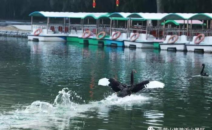 黑天鹅“落户”老龙湾 水天一色映霞湖