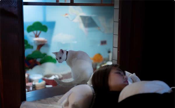 猫奴必朝圣！大阪猫咖啡厅“结合胶囊旅馆”让你在猫皇环绕下睡觉