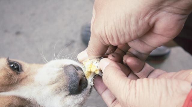猫咪普遍讨厌榴莲，但是狗狗普遍喜欢榴莲，特别是哈士奇！
