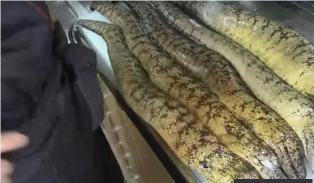 日本一种很常见的海鲜，长着鳄鱼皮和鳗鱼身，就问你敢不敢尝一口