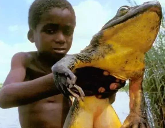 动物界中的7大世界之最, 图3生吞鳄鱼, 图6需要抱着的青蛙