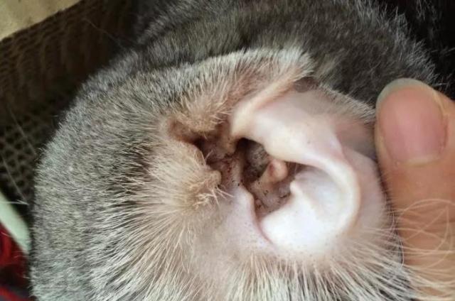 洗耳恭听，猫咪的耳螨一定要去除吗该怎么做呢
