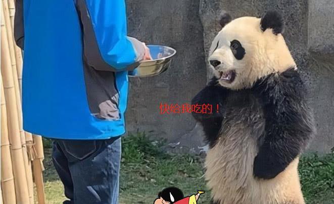 动物园的大熊猫被质疑是人装扮？管理员称熊猫模仿人的行为！
