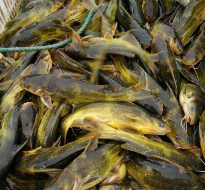 农民称它黄金鱼, 市场16元一斤供不应求, 亩收益上万, 养殖的不多