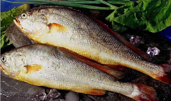 野生黄花鱼多少钱一斤？有什么营养价值？