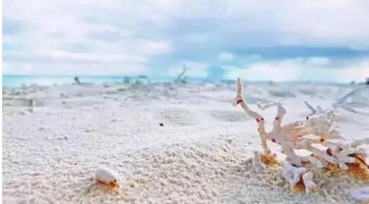 南海西沙深处的一座小岛礁，隐没数千年终于重见天日