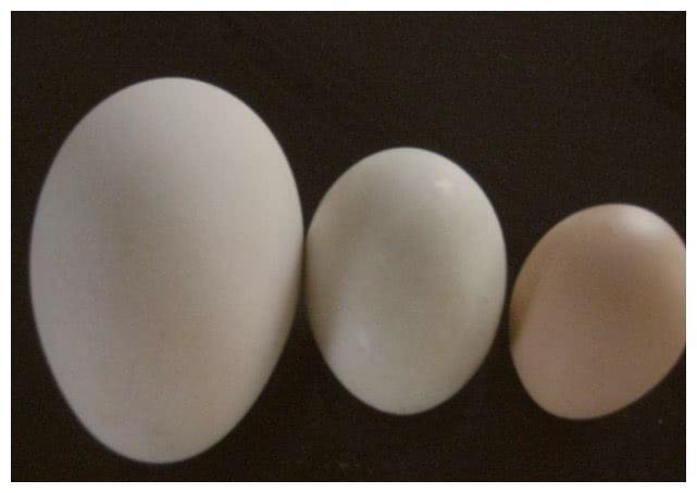 鹅蛋营养价值不输鸡蛋，为什么市场上很少卖？养殖户告诉你原因