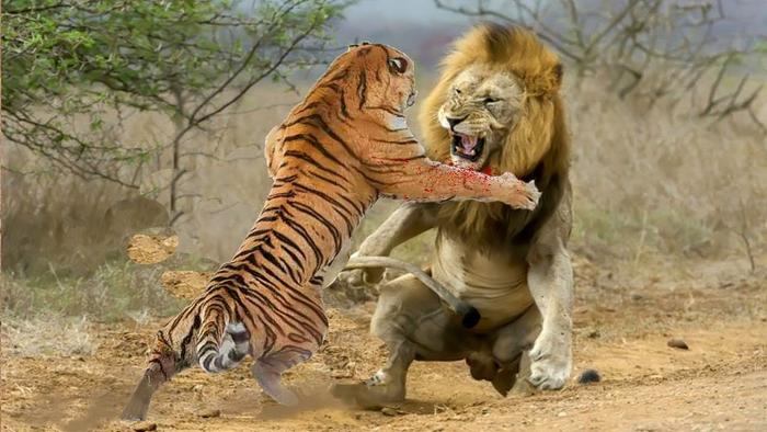为什么狮虎斗中小型老虎都能赢雄狮？关键点在这两个部位上