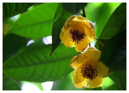 盆栽金花茶如何养？教你3个养护金花茶的妙招，花开旺盛又耀眼
