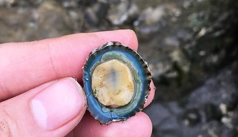 这种海边遍地都是的贝类， 你也许不知道， 它又叫  “小鲍鱼”