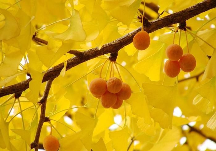 移栽银杏树是深栽还是浅栽