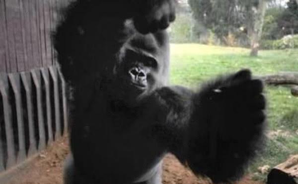 大猩猩被小孩惹怒，一拳击碎钢化玻璃，镜头记录危险瞬间