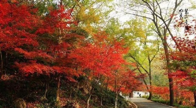 古城南京秋季的栖霞山红叶美爆了 漫山遍野层林尽染