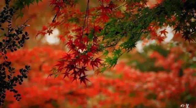 古城南京秋季的栖霞山红叶美爆了 漫山遍野层林尽染