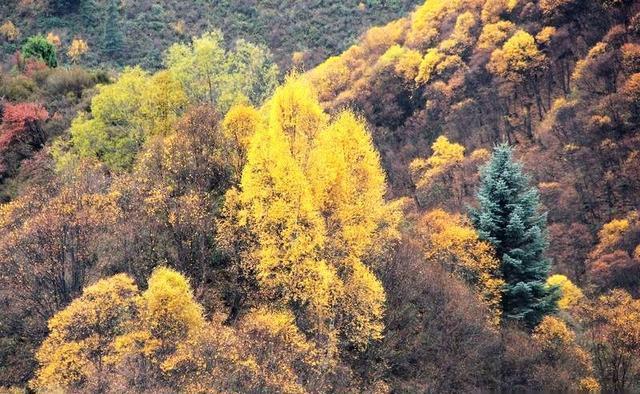 互助北山的秋美到极致，隔壁还有个仙米林场，哪个更美